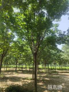 15公分黄山栾树