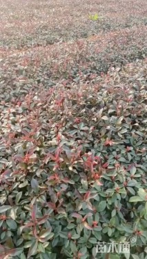 1公分红叶石楠