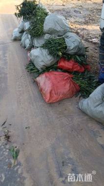 高度25厘米翠芦莉