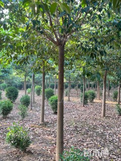 12公分大叶女贞