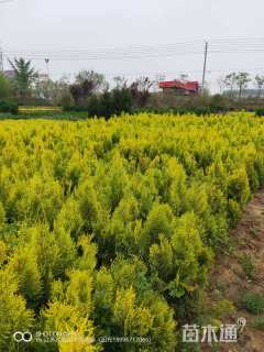 高度30厘米洒金柏