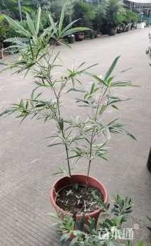 大桶苗篌竹