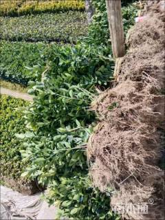 高度60厘米大叶黄杨小苗