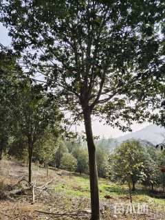 20公分红果冬青