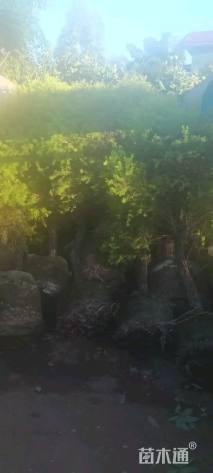 高度20厘米翠芦莉