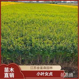 高度50厘米小叶女贞
