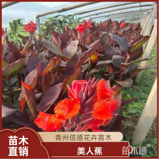 高度20厘米美人蕉