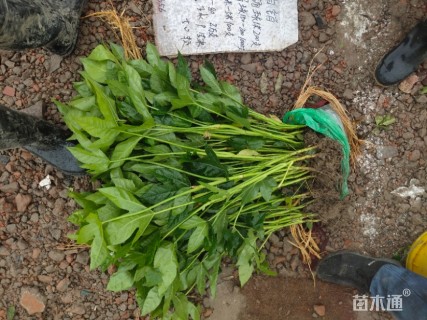 高度40厘米八角金盘小苗