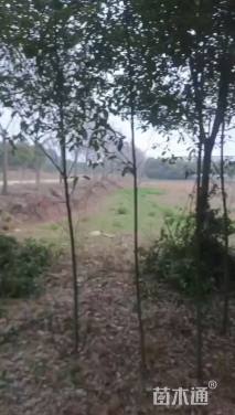 2公分香樟