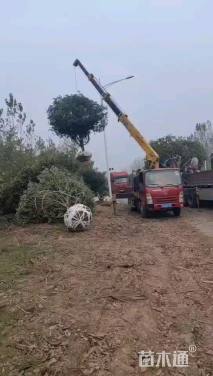 冠幅450厘米桂花球