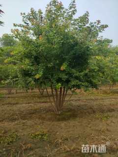 高度5厘米丛生五角枫