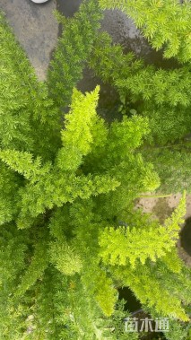 高度20厘米狐尾天门冬