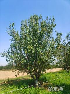 23公分湖北海棠