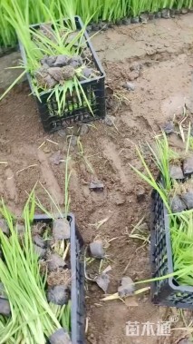 高度30厘米水生鸢尾