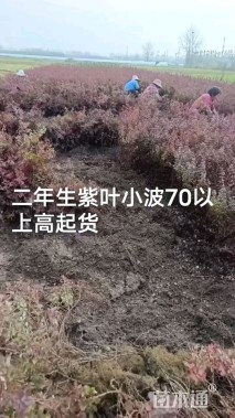 高度35厘米红叶小檗