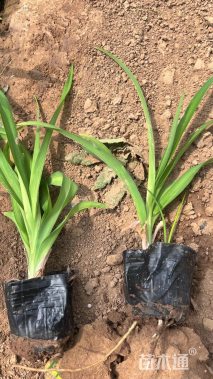 高度22厘米大花萱草