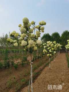 高度150厘米木绣球