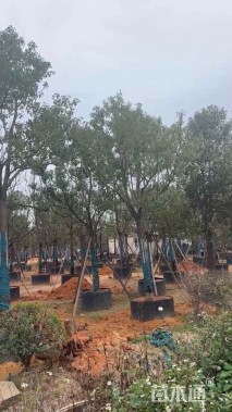 17公分香樟