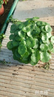 高度15厘米铜钱草