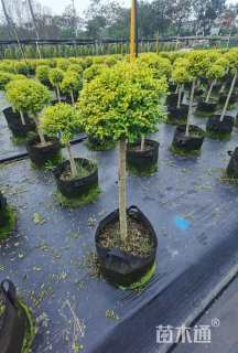 高度80厘米亮金女贞（亮晶女贞）