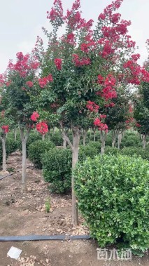 8公分红火箭紫薇