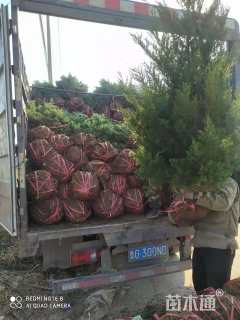 高度100厘米蜀桧