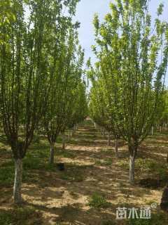 10公分西府海棠