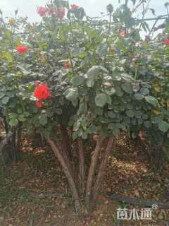 高度150厘米古桩月季