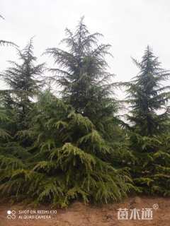 高度600厘米雪松