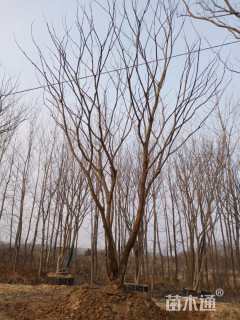 80公分丛生朴树