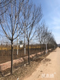 18公分白蜡