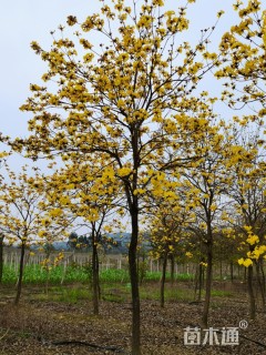 11公分黄花风铃木