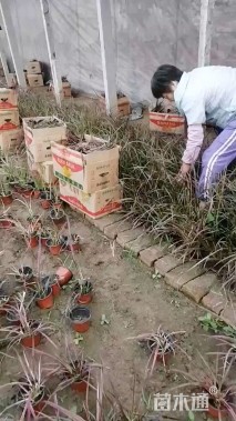 高度50厘米火焰狼尾草