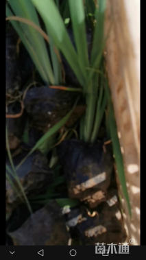 高度30厘米花菖蒲