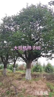 20公分柿树