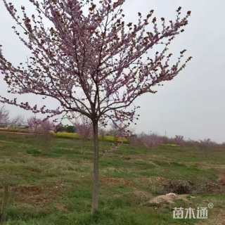 12公分巨紫荆