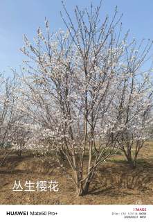 60公分染井吉野樱