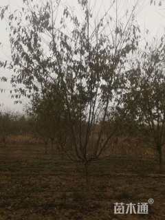 11公分红叶碧桃