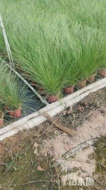 高度60厘米羽绒狼尾草