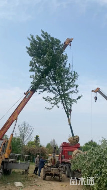 15公分美国红枫