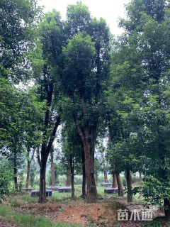 30公分香樟
