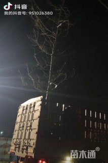 15公分红梅