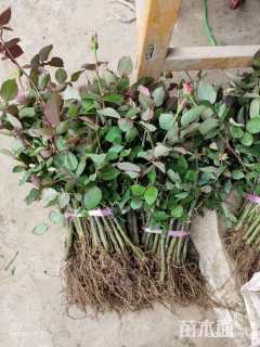 高度10厘米月季