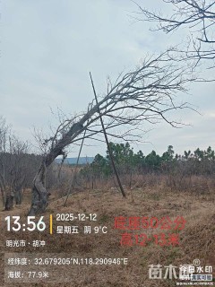 原生苗朴树
