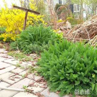 高度15厘米蓍草