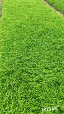 高度15厘米青绿苔草