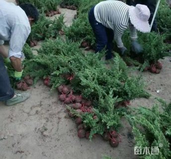 高度40厘米匍地柏