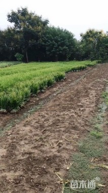 高度30厘米吉祥草
