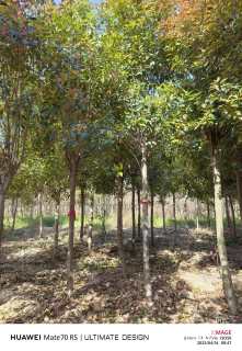 9公分高杆红叶石楠