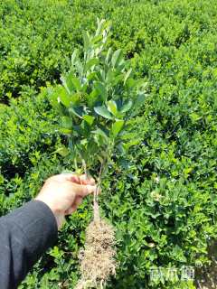 高度40厘米大叶黄杨